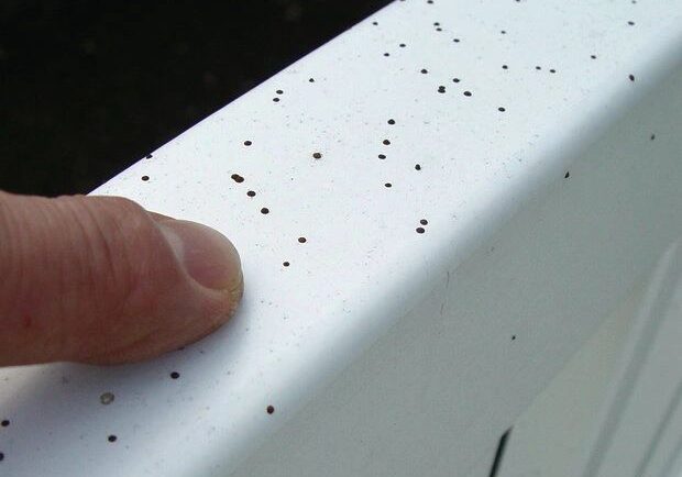 Pressure Washing Artillery Fungus